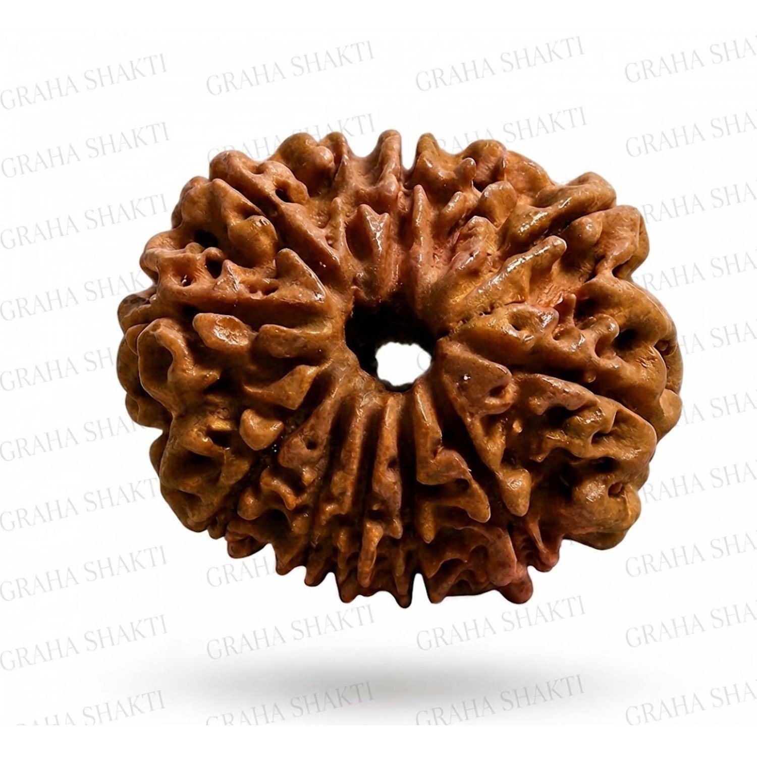 Natural 12 Mukhi Rudraksha 