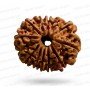 Natural 12 Mukhi Rudraksha 