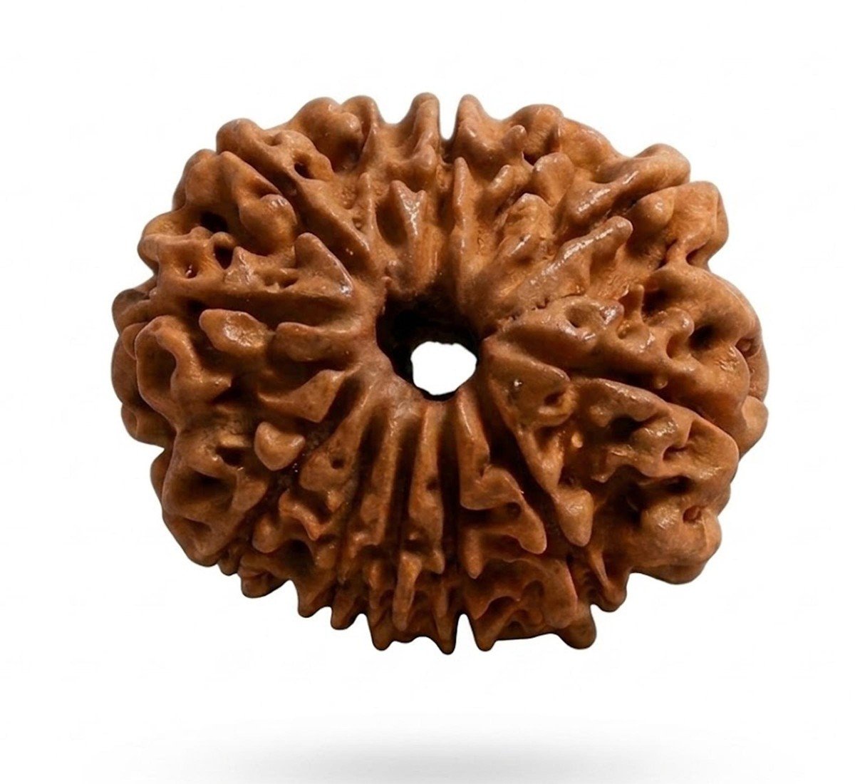 Natural 12 Mukhi Rudraksha 