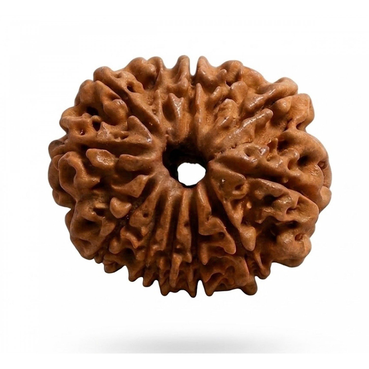 Natural 12 Mukhi Rudraksha 