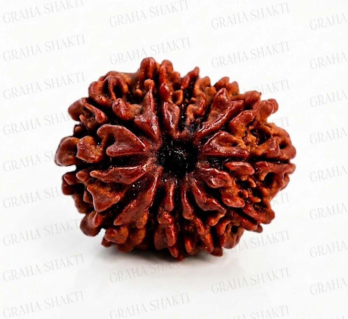Natural 12 Mukhi Rudraksha 