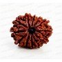Natural 12 Mukhi Rudraksha 