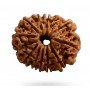 Natural 12 Mukhi Rudraksha 