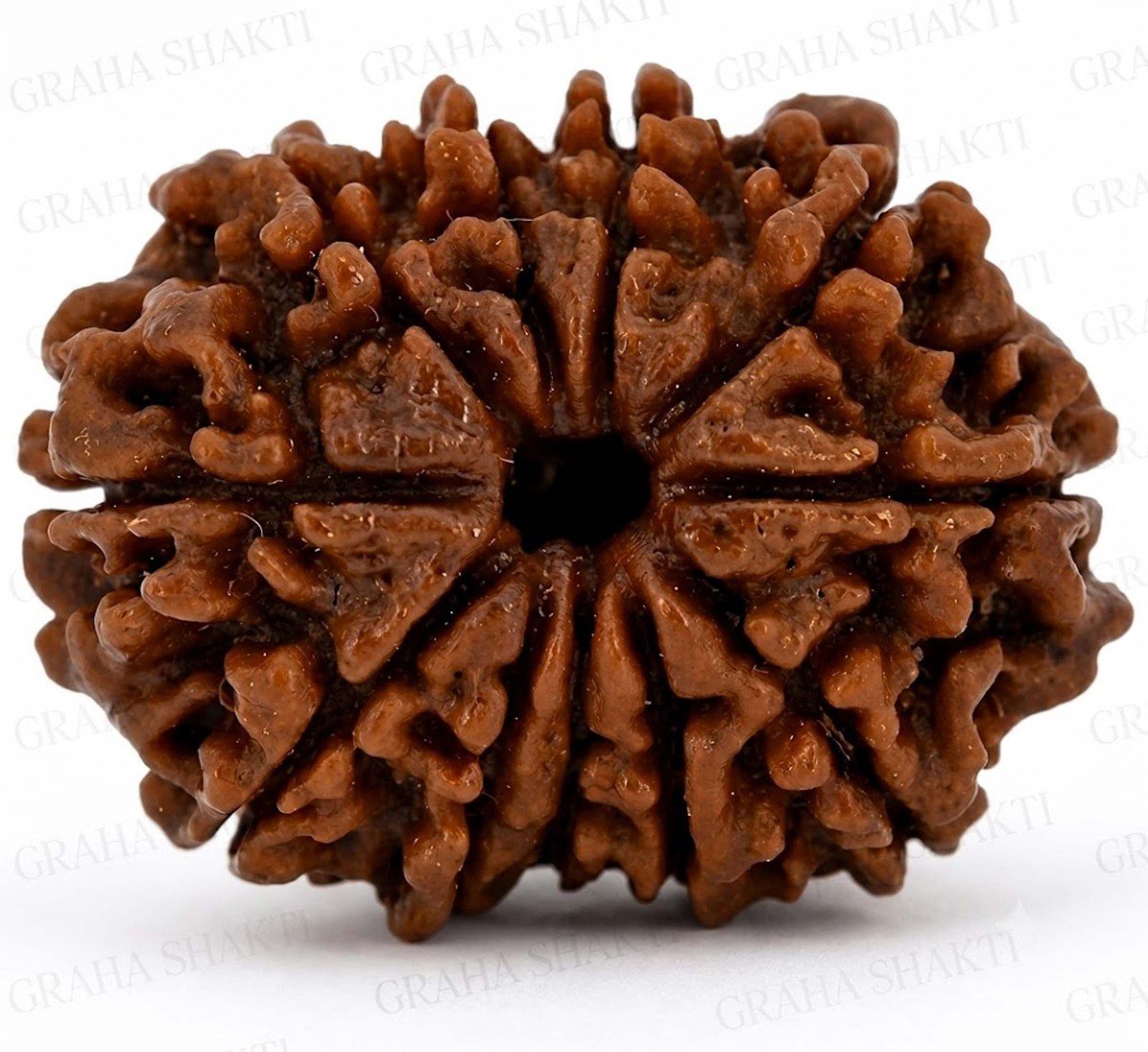 Natural 13 Mukhi Rudraksha 