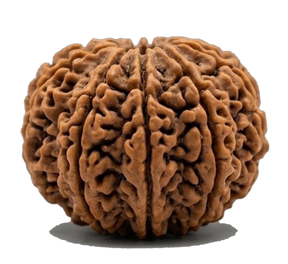 Natural 13 Mukhi Rudraksha 
