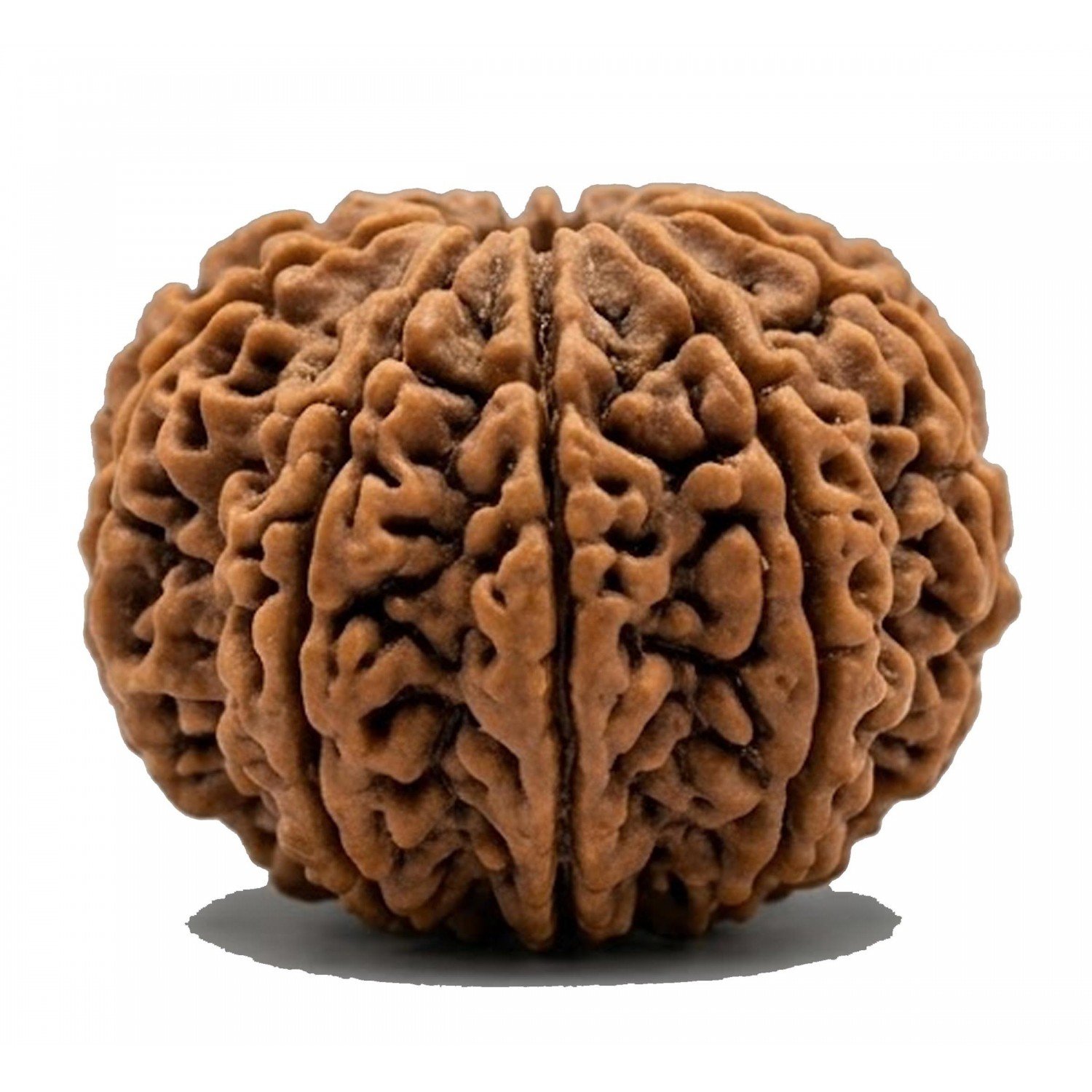 Natural 13 Mukhi Rudraksha 