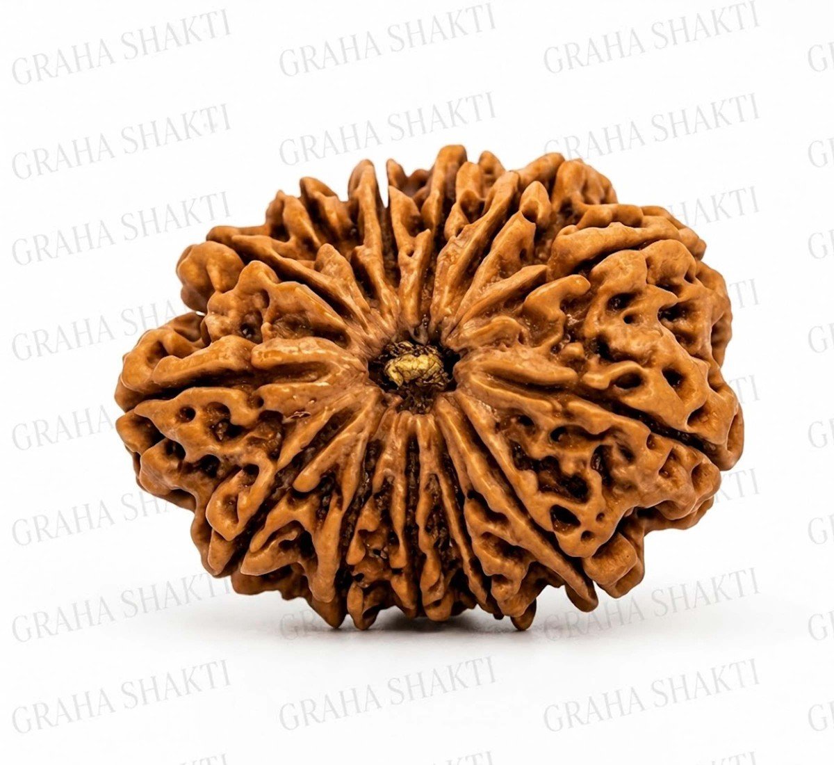 Natural 13 Mukhi Rudraksha 