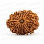 Natural 13 Mukhi Rudraksha 