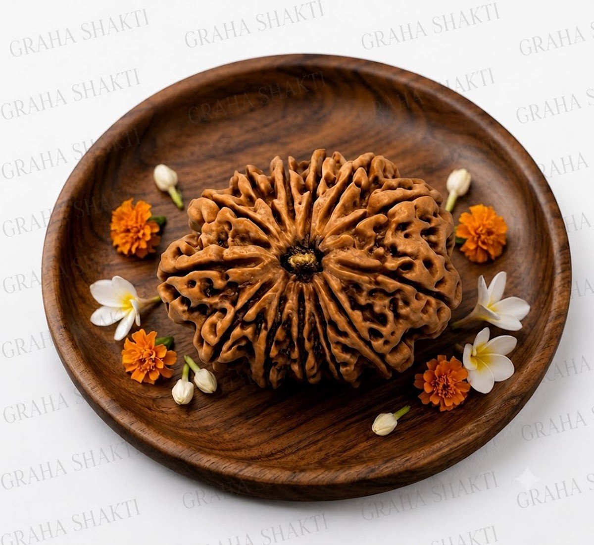 Natural 13 Mukhi Rudraksha 