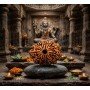 Natural 13 Mukhi Rudraksha 