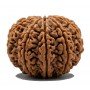 Natural 13 Mukhi Rudraksha 
