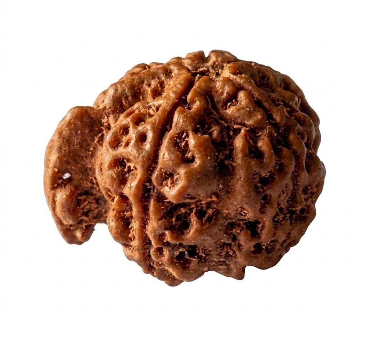 Ganesh Mukhi Rudraksha