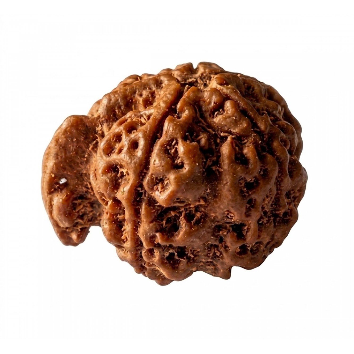 Ganesh Mukhi Rudraksha