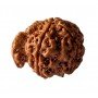 Ganesh Mukhi Rudraksha