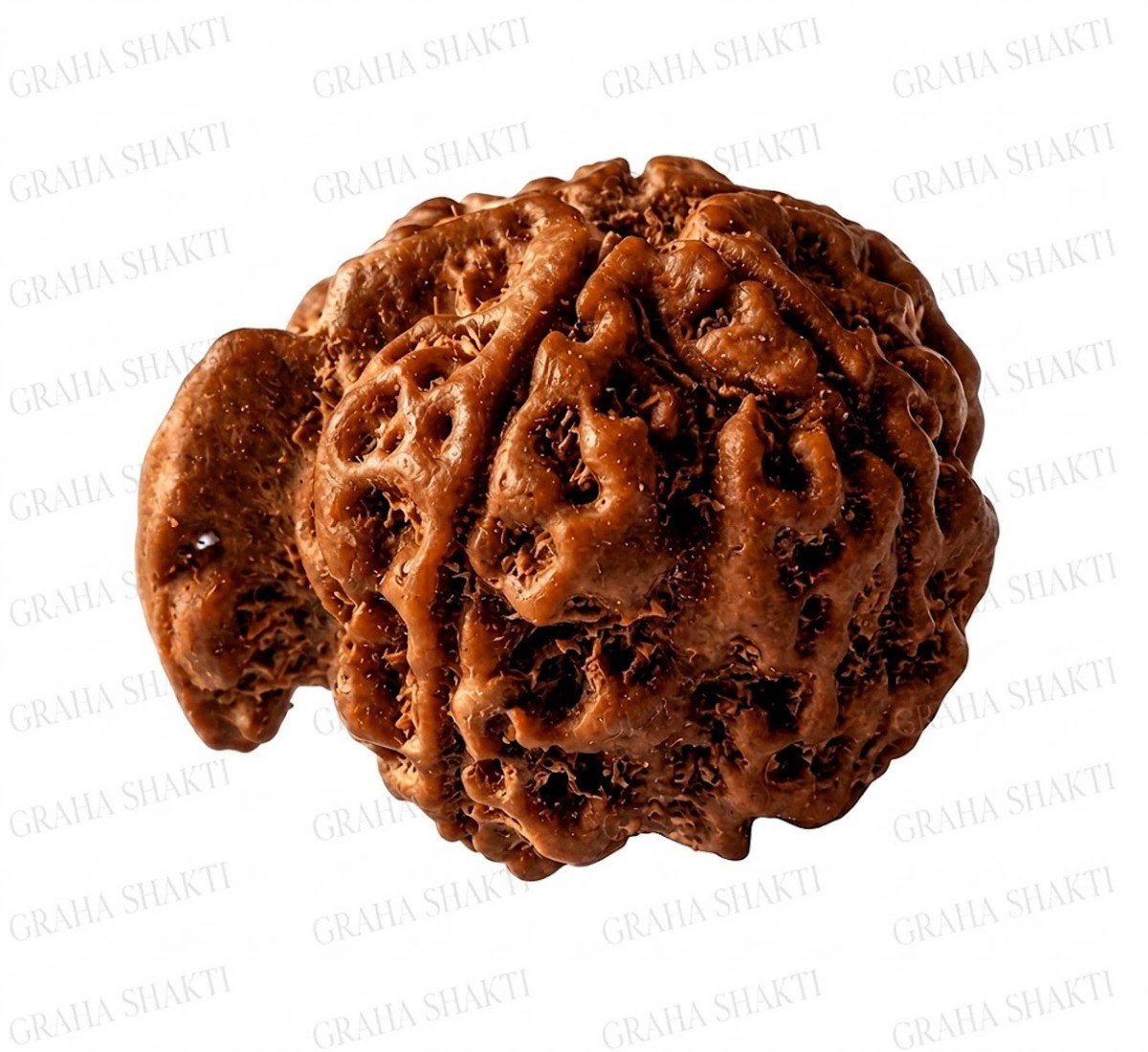 Ganesh Mukhi Rudraksha