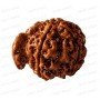 Ganesh Mukhi Rudraksha