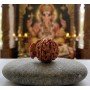 Ganesh Mukhi Rudraksha