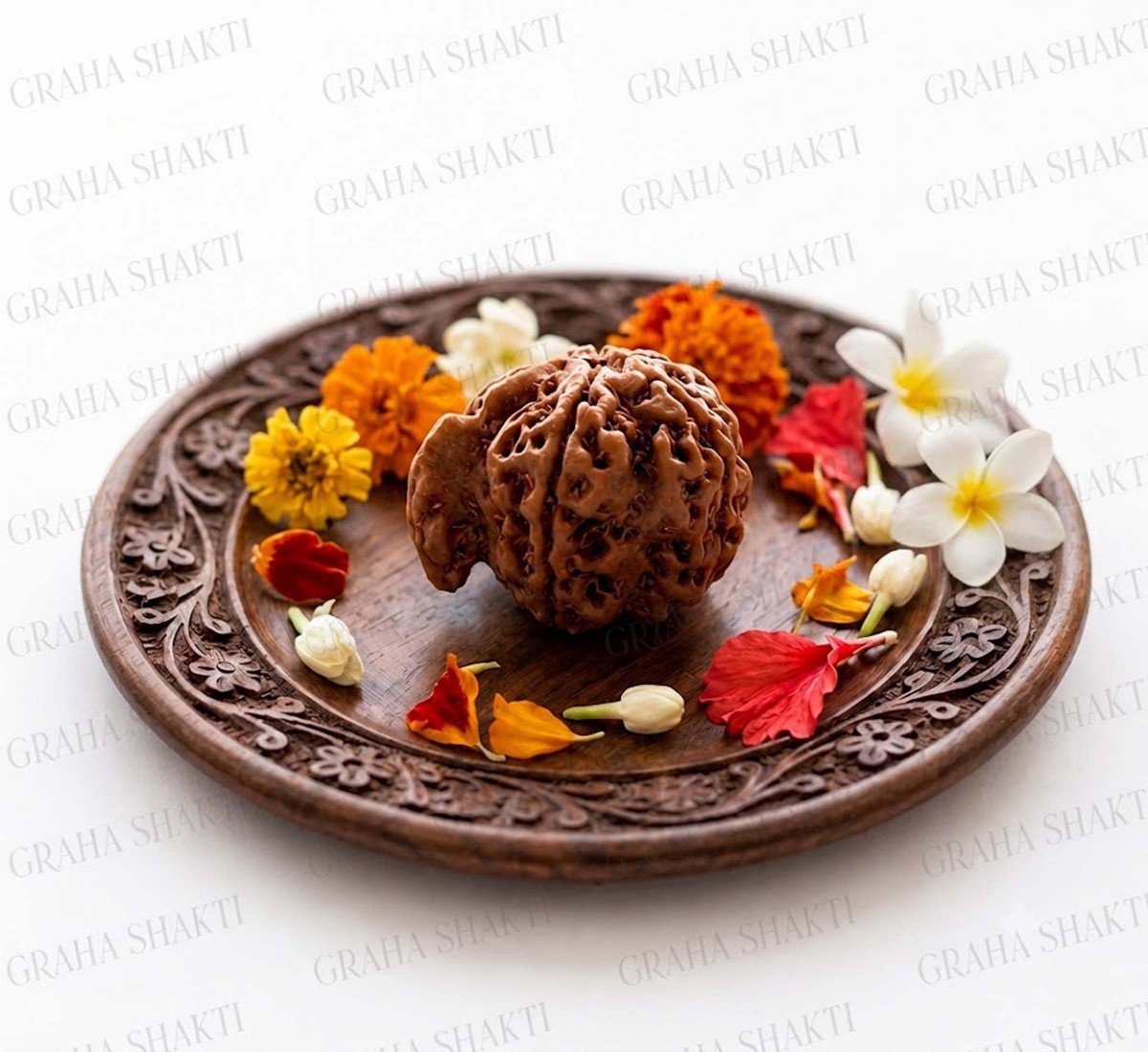 Ganesh Mukhi Rudraksha