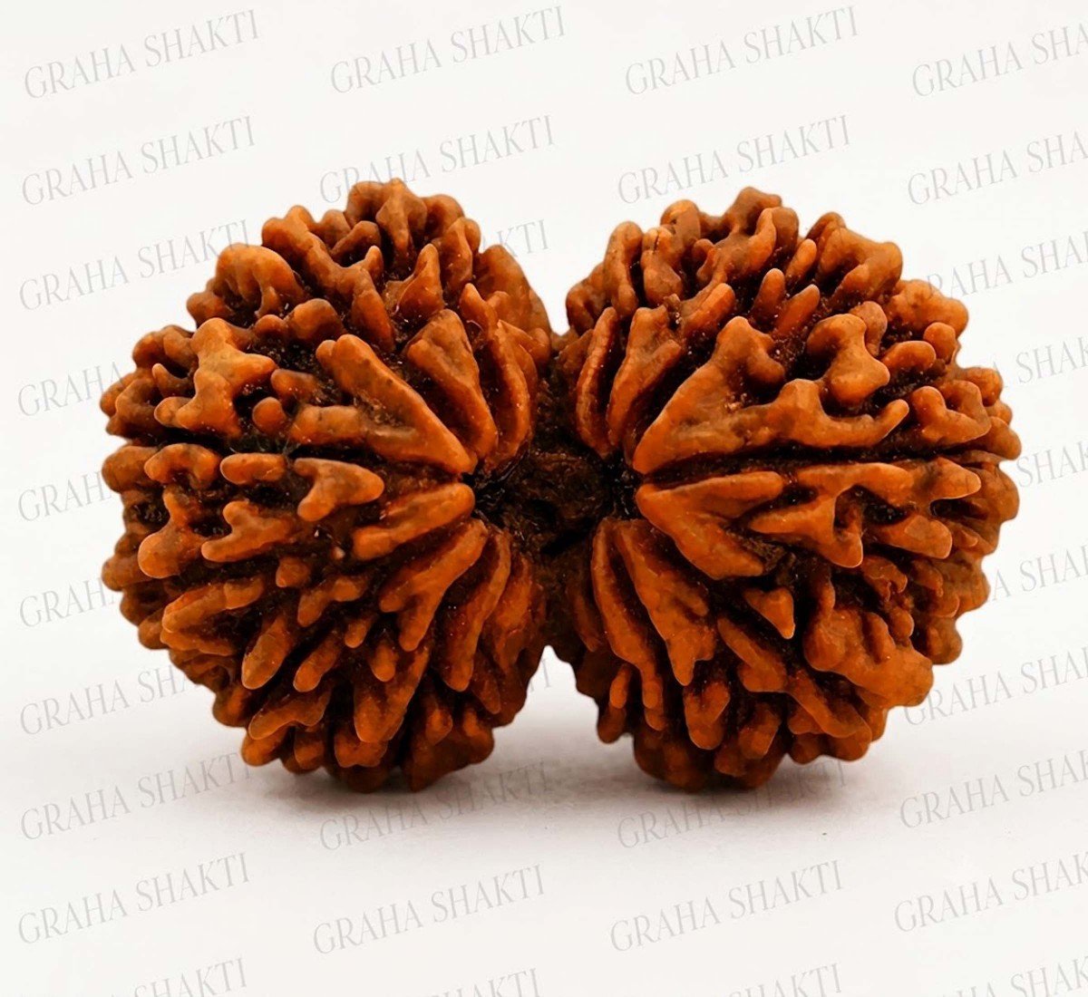 Garb Gauri Rudraksha
