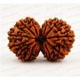 Garb Gauri Rudraksha