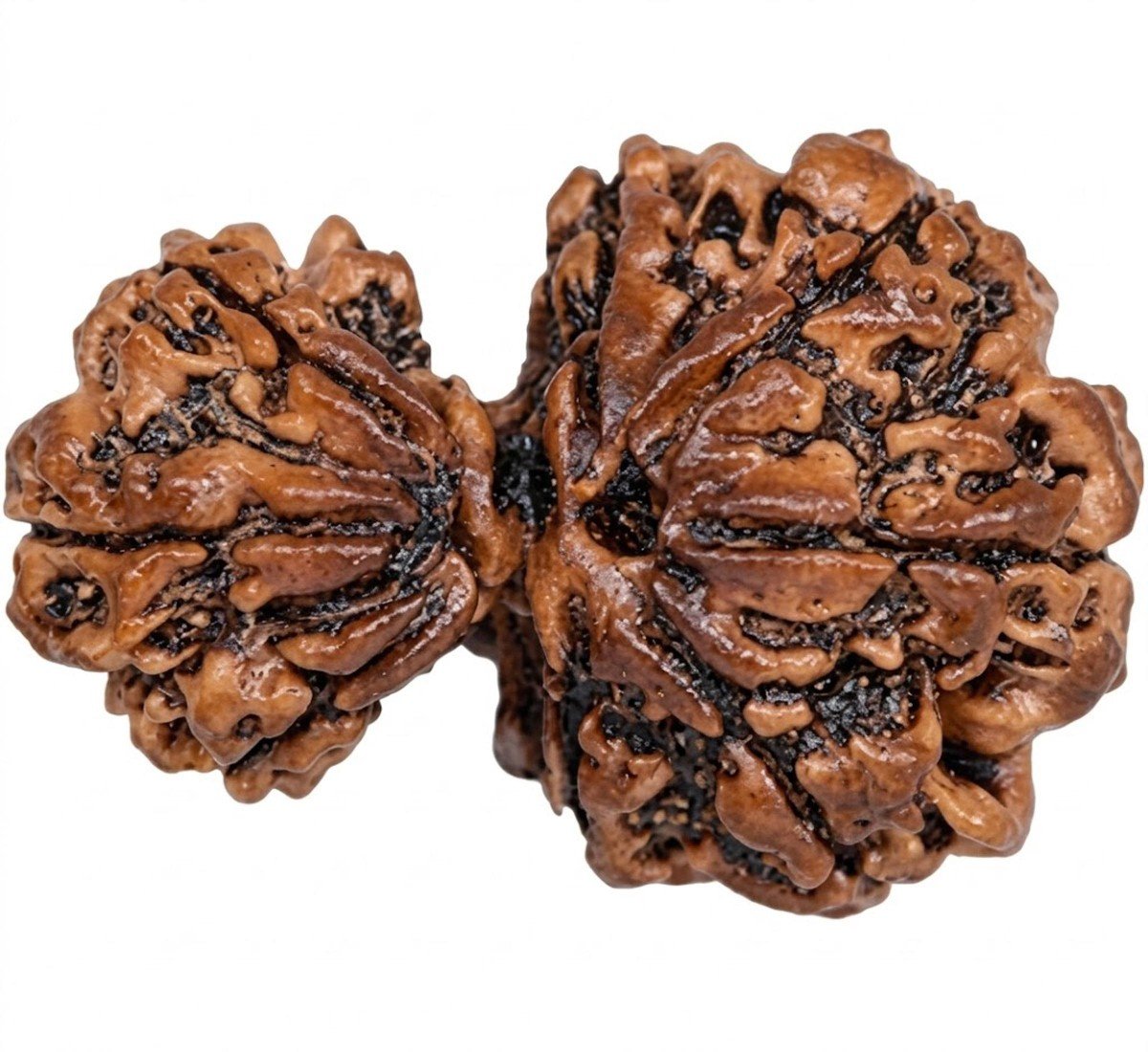 Garb Gauri Rudraksha