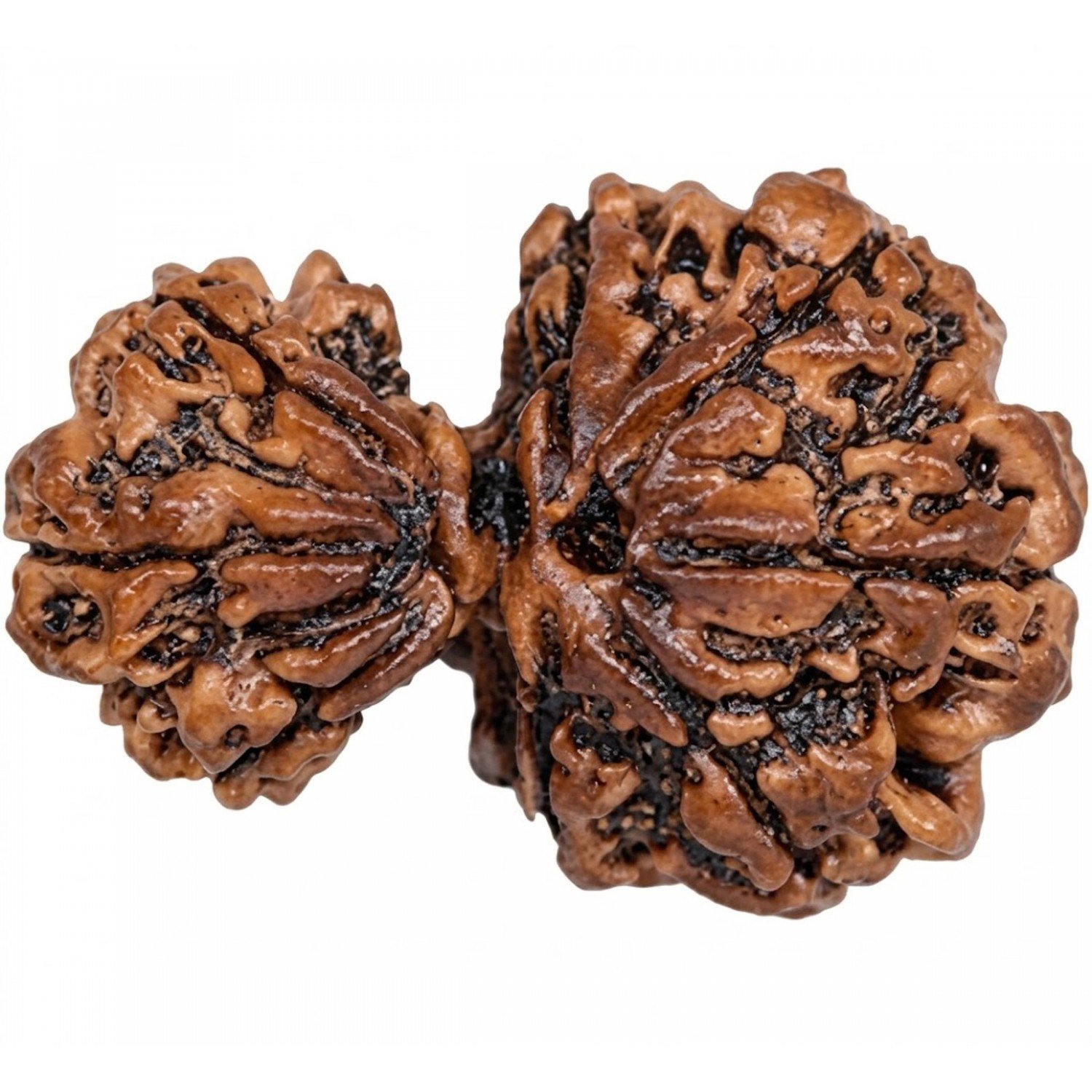 Garb Gauri Rudraksha