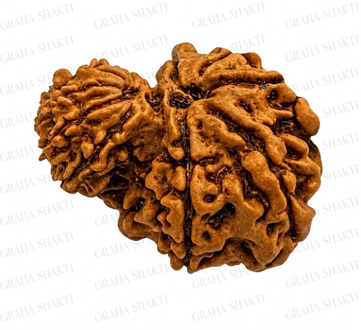 Garb Gauri Rudraksha