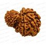 Garb Gauri Rudraksha