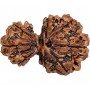 Garb Gauri Rudraksha