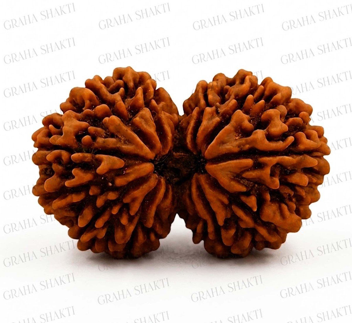 Gauri Shankar Rudraksha
