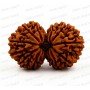 Gauri Shankar Rudraksha