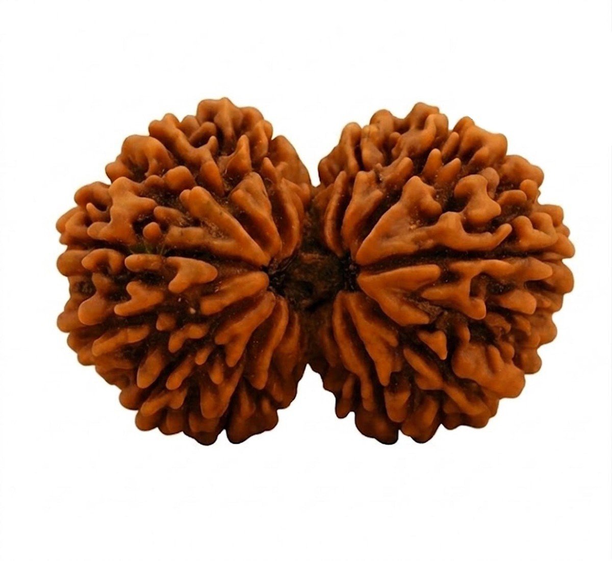 Gauri Shankar Rudraksha