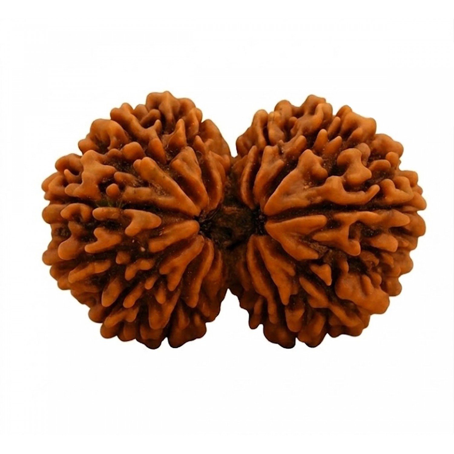 Gauri Shankar Rudraksha