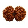 Gauri Shankar Rudraksha