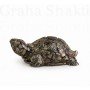 Rinmukteshwar Siddh Pyrite Tortoise