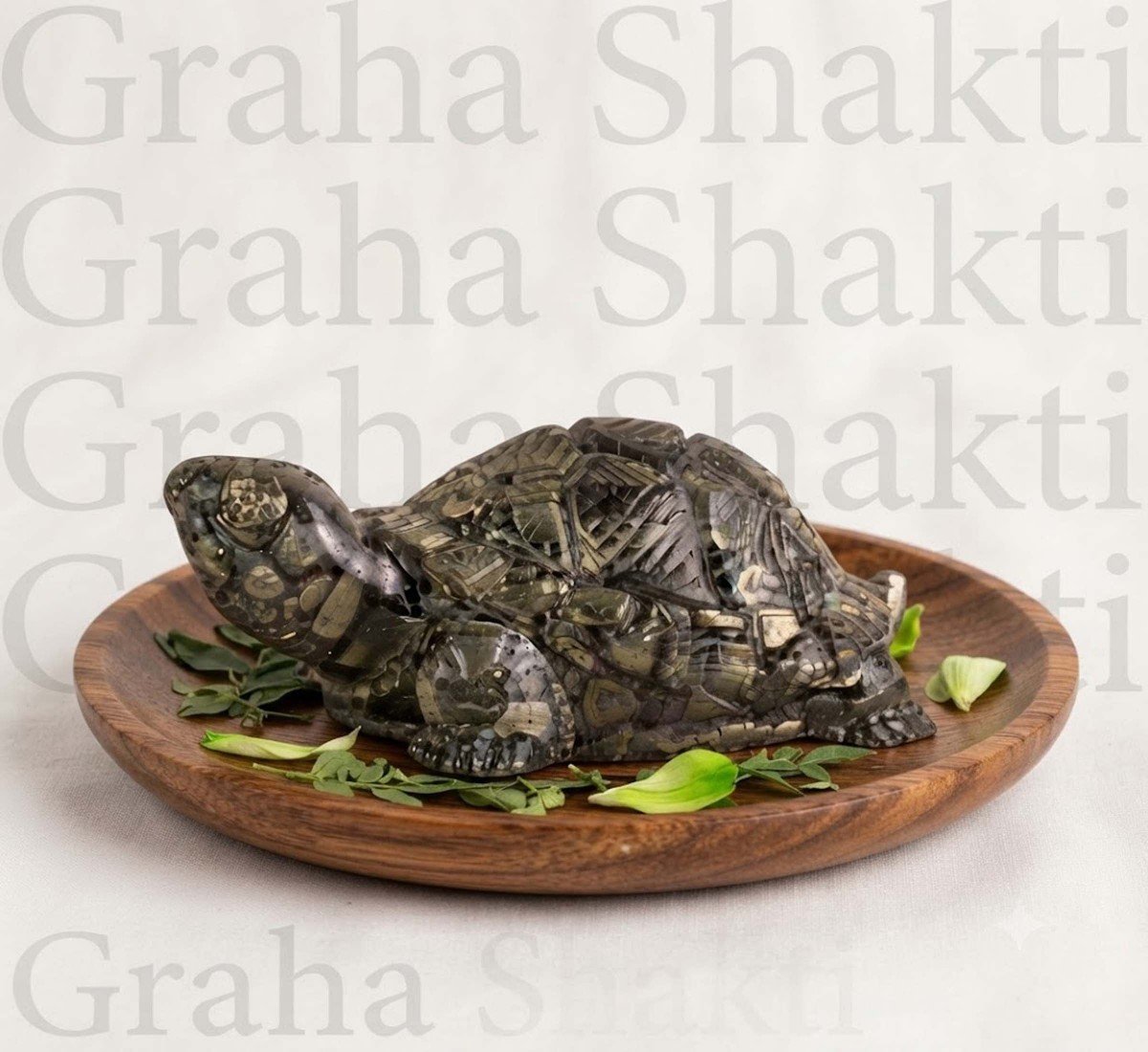 Rinmukteshwar Siddh Pyrite Tortoise