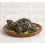 Rinmukteshwar Siddh Pyrite Tortoise