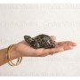 Rinmukteshwar Siddh Pyrite Tortoise