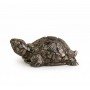 Rinmukteshwar Siddh Pyrite Tortoise