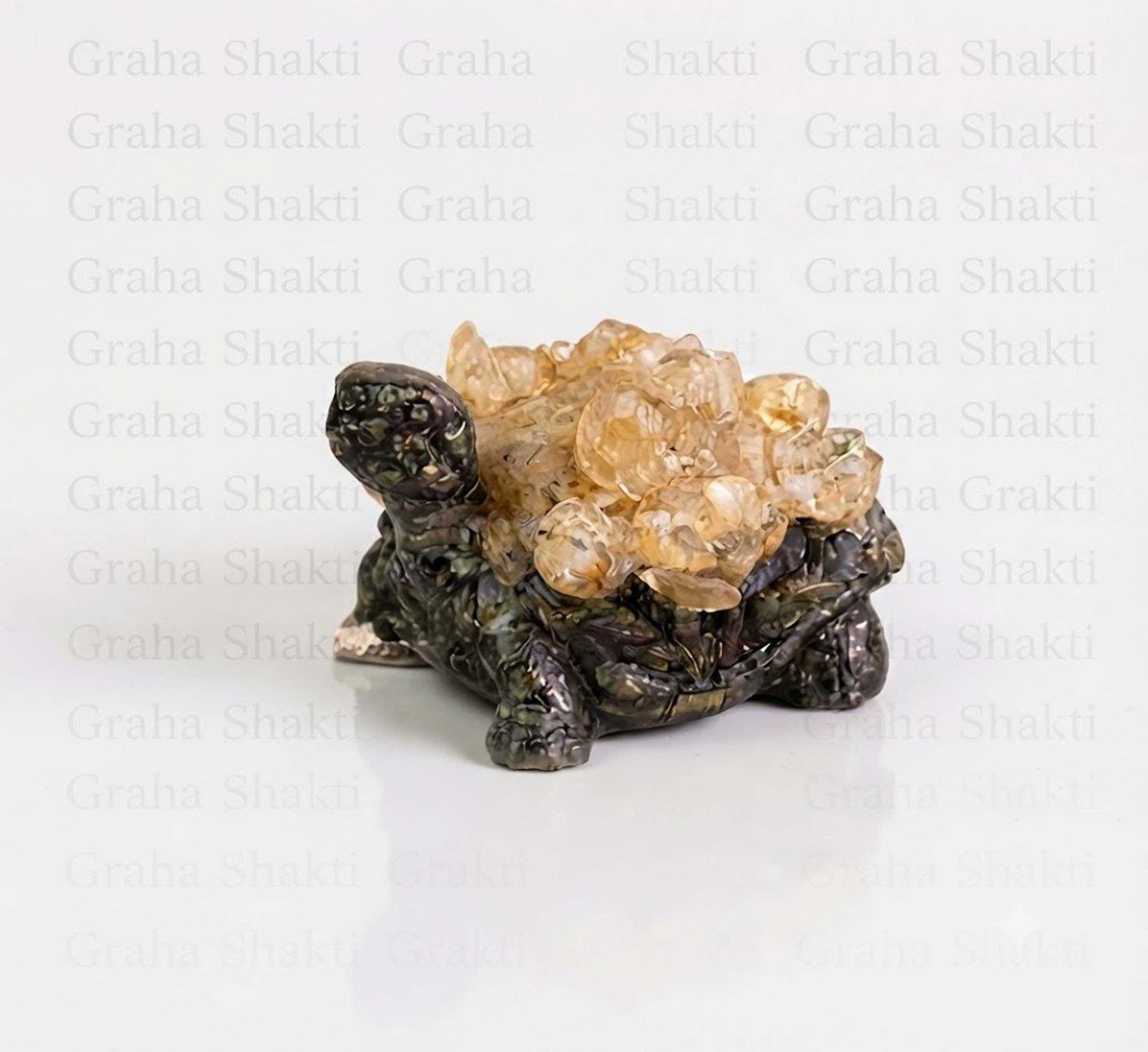 Dhan Labh Tortoise