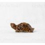 Vastu Tiger Eye Tortoise