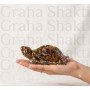 Vastu Tiger Eye Tortoise